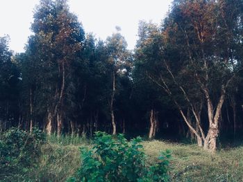 Trees growing in forest