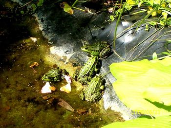 High angle view of plants in lake