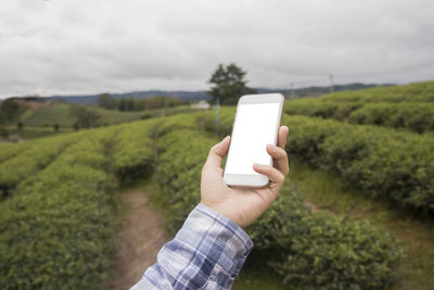 Cropped image of person holding mobile phone on field