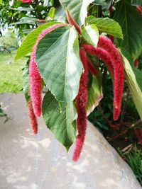 Close-up of red leaves