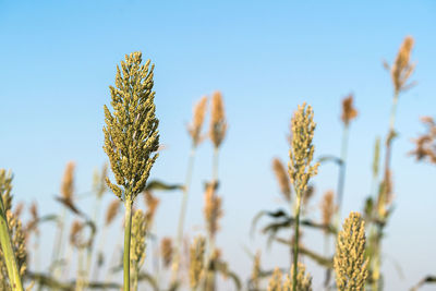 Close-up of stalks against clear sky