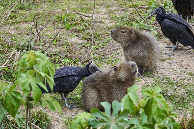 Capybara and black vulture, in the pantanal along the transpantaneira to porto jofre, brazil