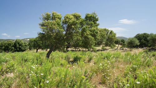 Trees on grassy field against blue sky