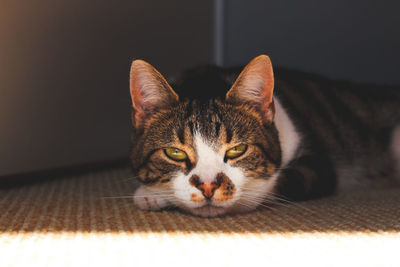 Close-up portrait of cat