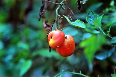 Close-up of cherries on tree