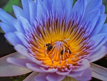 Close-up of bee pollinating on purple flower