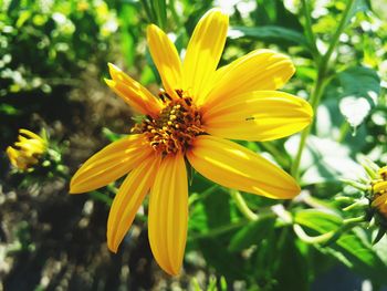 Close-up of yellow flower