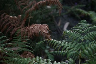 Close-up of fern leaves