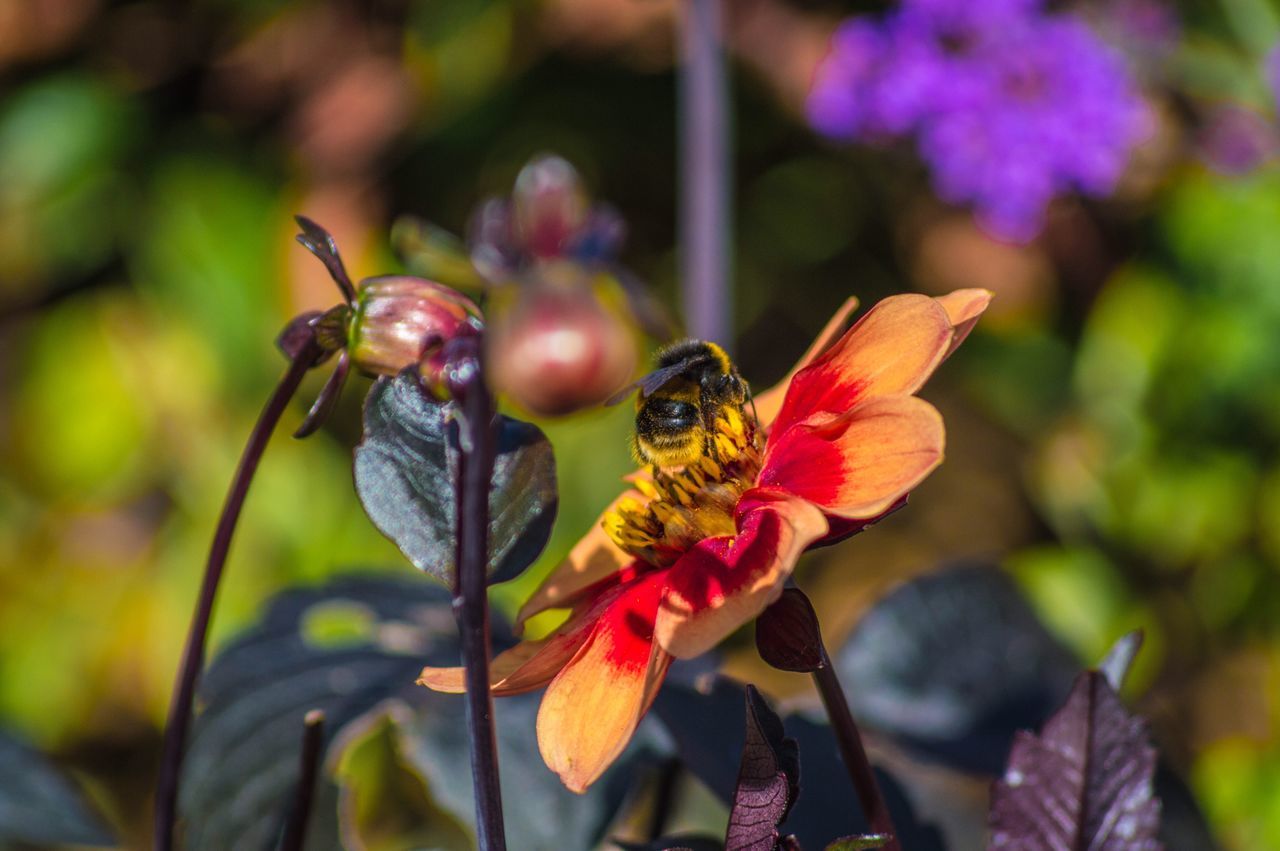 INSECT ON FLOWER