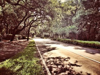 Footpath along trees