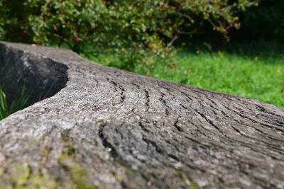 Close-up of tree trunk