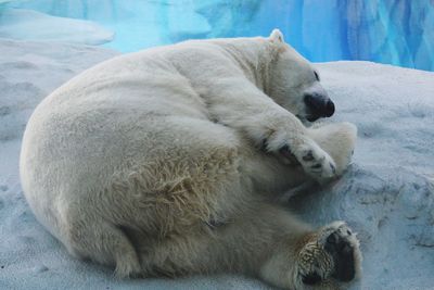 View of white sleeping resting
