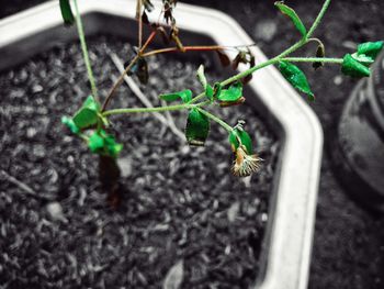 High angle view of insect on plant