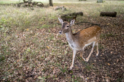 Deer standing on field