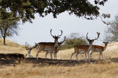 Deer on field against clear sky