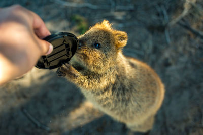 Close-up of hand holding squirrel