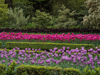 Purple flowers in garden