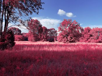 Red flowering trees on field against sky