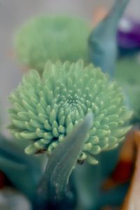 Close-up of succulent plant