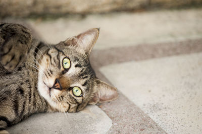 Close-up portrait of cat