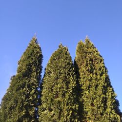 Low angle view of plants against clear blue sky