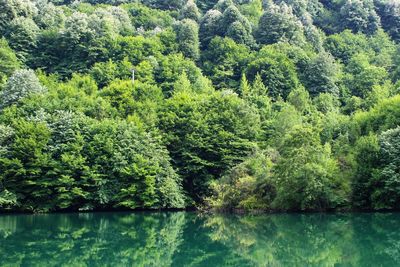 Trees by lake in forest