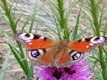 High angle view of butterfly on flower