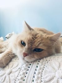 Close-up portrait of cat relaxing at home