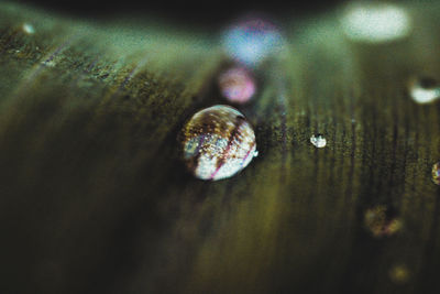 Close-up of shell on wood