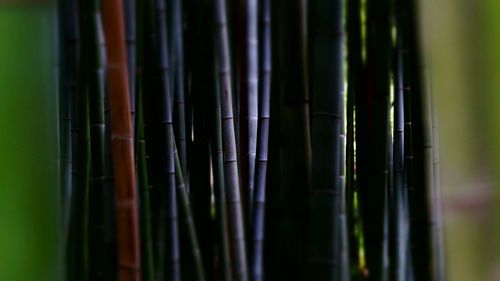 Full frame shot of bamboo