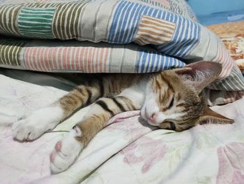 Cat sleeping on bed