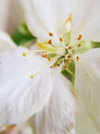 Close-up of white flowering plant