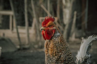 Cock head close up