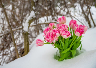Fresh pink and white tulips are in round vase in snow against backdrop of winter snow-covered trees.