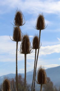 Low angle view of thistle on field against sky