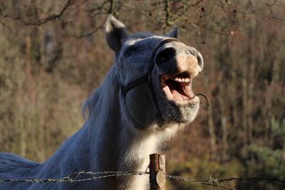 Close-up of a horse looking away