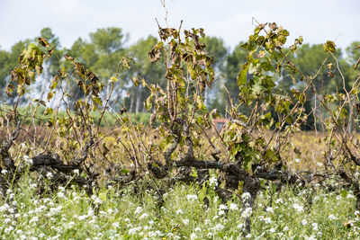 Close-up of plants on field