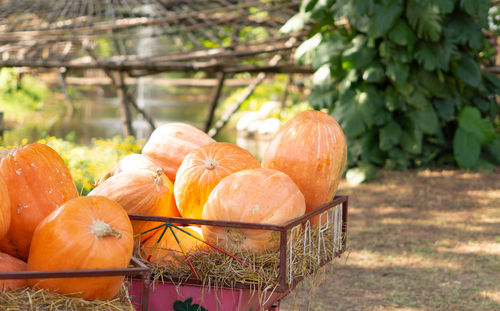 Close-up of pumpkins on field