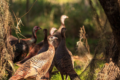 Close-up of birds in the forest