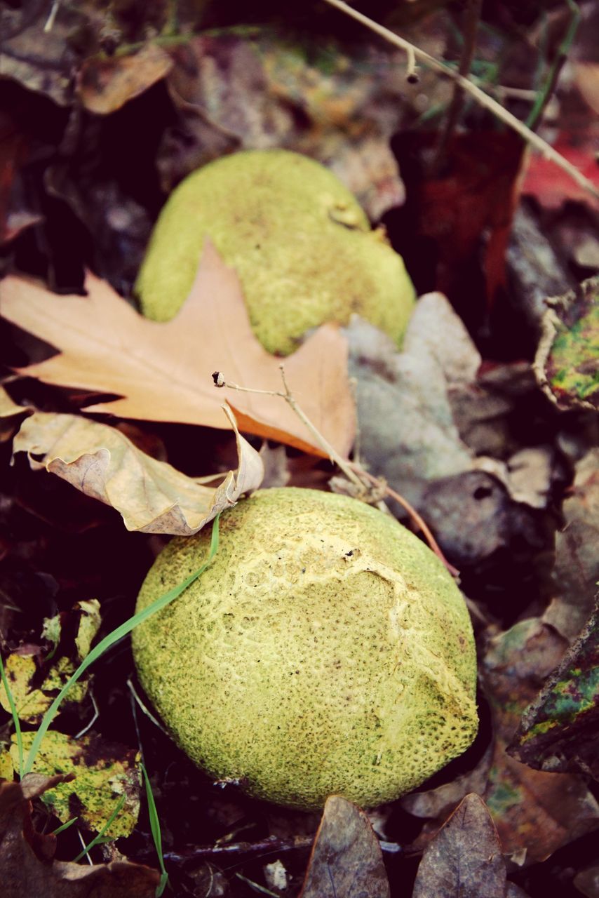 leaf, nature, close-up, forest, rock - object, high angle view, focus on foreground, field, day, ground, outdoors, dry, fungus, growth, plant, moss, no people, leaves, wildlife, fallen