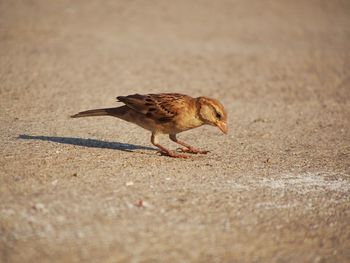 Close-up of bird eating