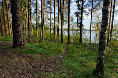 Pine trees in forest