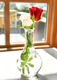 Close-up of rose in glass vase