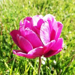 Close-up of pink crocus flowers growing on field