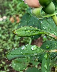 Close-up of raindrops on leaves