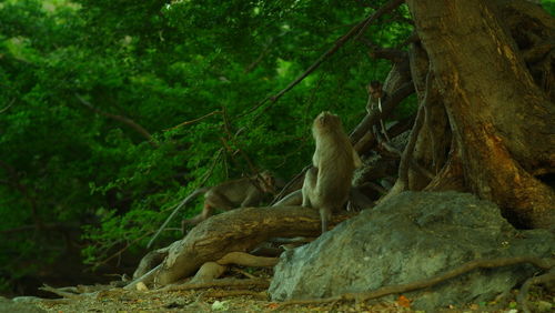 Monkey sitting on rock in forest