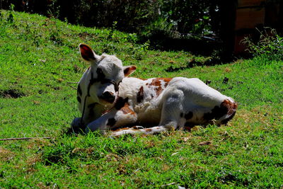 Calf sitting on grass