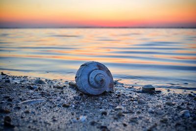 Snail at beach against sky at dusk