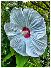 Close-up of flower blooming outdoors