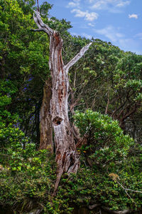 Low angle view of tree against sky